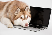 Isolated Red Siberian Husky Dog Resting Her Head On A Macbook Pro Laptop Computer In The Studio On A White Background