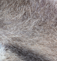 Sticker - Wool of a gray cat as an abstract background.