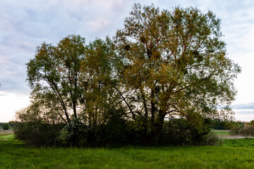 Two willow trees at field rural area with many viscum plants on branches. Shrubs below trees. Evening sunlight. Polesie, Poland, Europe.