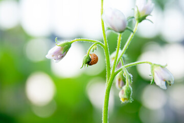 Wall Mural - Сolorado potato beetle larva eat the leaves of a potato flowers. Close-up