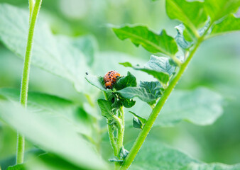 Wall Mural - Colorado potato beetle larva eat the leaves of a potato bush. Close-up