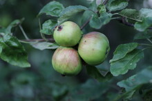Apples On A Tree