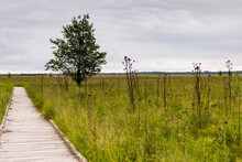 Wooden Pathway Through Wetland Grassy Area, Tree On The Side. Plumeless Thistles Plants On Meadow. Nature Trail Czahary. Polesie National Park, Poland, Europe.