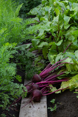 harvest of fresh beets on the ground in leaves in the garden