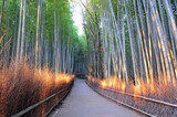Fototapeta Dziecięca - Wonderful huge bamboo trunks soar up in the fantastic bamboo forest of Arashiyama.