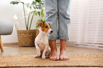 Cropped shot of young woman standing with her adorable jack russell terrier puppy at home in living room full of natural sunlight. Lofty interior background, close up, copy space.