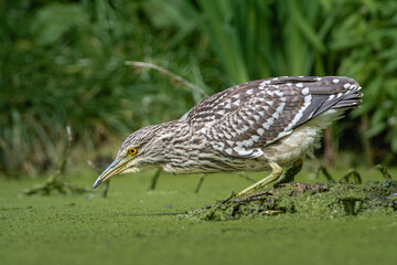 Wall Mural - Black-crowned night heron (Nycticorax nycticorax) foraging