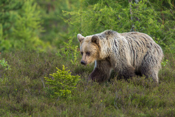 Wall Mural - European Brown Bear (Ursus arctos arctos), Slovakia