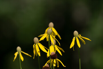 Poster - Blooming bright yellow daisies with dark background