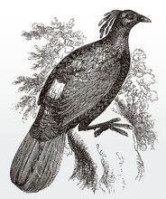 Male Himalayan Monal, Lophophorus Impejanus, A Pheasant From The Himalayan Forests Sitting On A Branch, After An Antique Illustration From The 19th Century