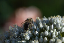 Leek Blooming. Pollination Of Plants By Insects.