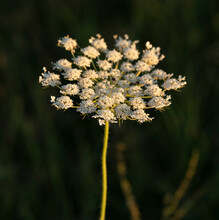 Daucus Carota, Wild Carrot, Bird's Nest, Bishop's Lace, Queen Anne's Lace, Is A White, Flowering Plant In The Family Apiaceae.