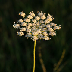 daucus carota, wild carrot, bird's nest, bishop's lace, queen anne's lace, is a white, flowering pla