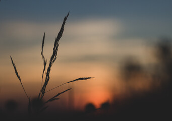 Sticker -  Sunset in the meadow - flowers - background