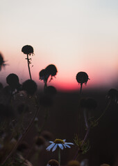 Canvas Print -  Sunset in the meadow - flowers - background