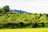 Fototapeta  - kiwis fruit (Actinidia deliciosa) growing in large orchard in New Zealand.