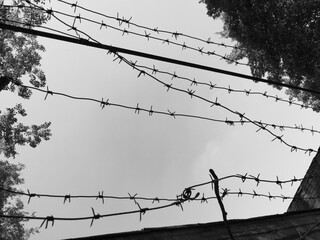 barbed wire in black and white