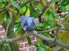 Pigeon In A Tree - Taken In Portsmouth UK