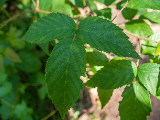 green leaves in the forest