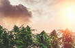 Adult female Cannabis Sativa on a field against sky at sunset