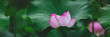 lotus flower


