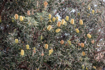 Coast Banksia plant in flower