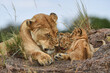 Lioness with her cubs and mother's tenderness in the wild