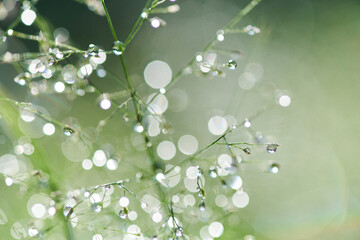 Twinkling on the top of the grass in the morning