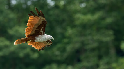 brahminy kite flying with blur green trees in background