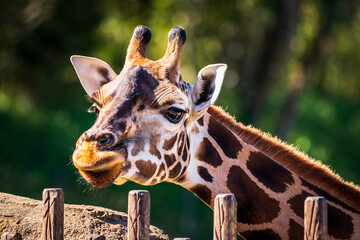 giraffe in zoo