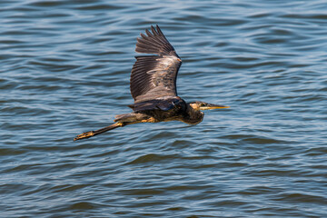 Wall Mural - Great Blue Heron Flying Over Water