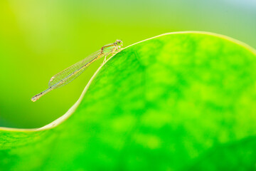 Damselfly