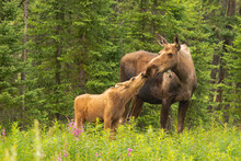Moose Calf Touches His Nose To The Mouth Of His Mother Cow