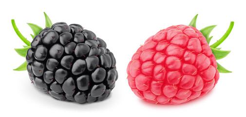 Canvas Print - Colourful composition with forest berries mix - raspberry and blackberry, isolated on a white background with clipping path.