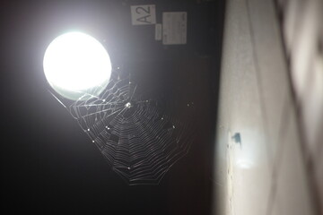 Wall Mural - Spider and the web at night