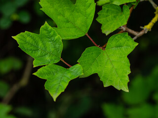 Sticker - GREEN LEAVES IN SHADOW 