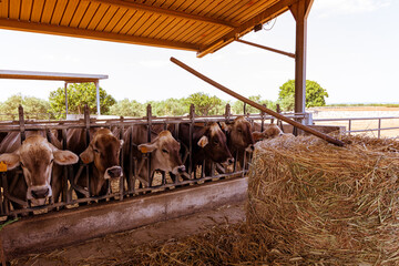 vacas lechers en establecimiento rural en Italia