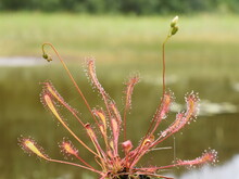 Drosera Anglica Great Sundew Insectivour Plant With Sticky Leaves And Flower Buds In Marsh Landscape