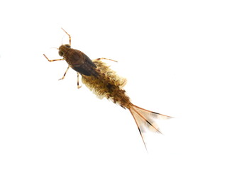 Nymph of the mayfly siphlonurus aestivalis isolated on white background