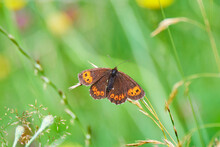 Brown Butterfly On A Green Background