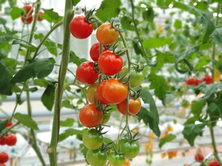 Wall Mural - Colorful Tomatoes(vegetables and fruits) are growing in indoor farm/vertical farm.