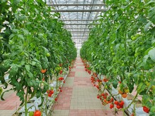 Colorful Tomatoes(vegetables And Fruits) Are Growing In Indoor Farm/vertical Farm.