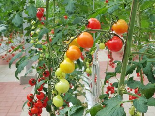 Poster - Colorful Tomatoes(vegetables and fruits) are growing in indoor farm/vertical farm.