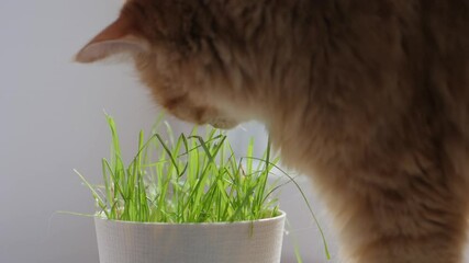 Wall Mural - Cute ginger cat eats fresh green grass. Special cat grass in flower pot for good digestion. Close up footage of fluffy pet face. Fuzzy domestic animal.