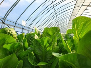 Wall Mural - Leafy vegetables are growing in indoor farm/vertical farm. Vertical farm