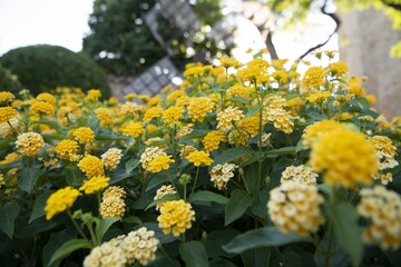 Closeup shot of yellow milkweed in the garden