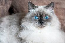 The Blue Eyes Of A Himalayan Angora Cat