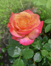 Rose With Two Colors In A Single Flower. Two Tone Blooming Aquarell.
