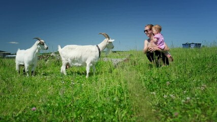 Wall Mural - Family on a pasture with animals. Mother and baby watch goats on a summer green meadow in rural area