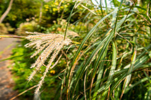 Maiden Grass, Japanese Silver Grass (Miscanthus) Tall Stalks In Unzen-Amakusa National Park In Autumn, Japan, Close-up View. 